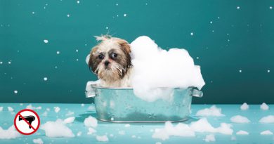 Don’ts for Cleaning Your Dog