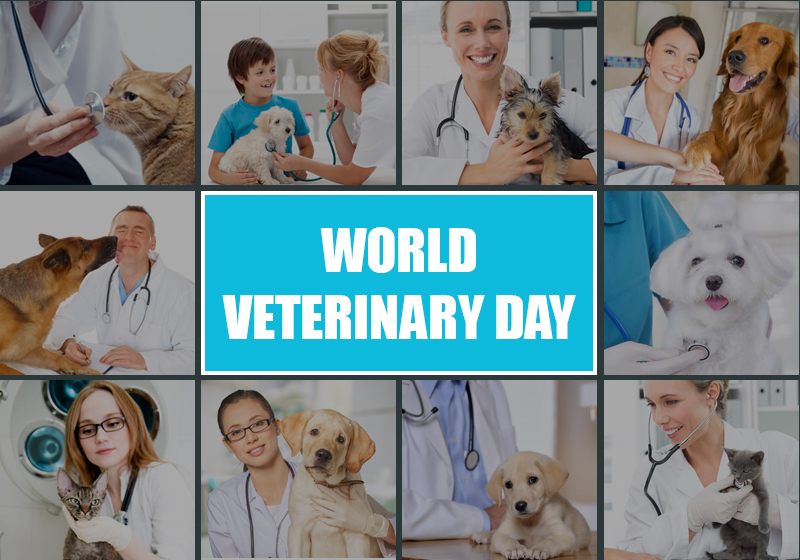 Celebrate Your Veterinarian On World Veterinary Day