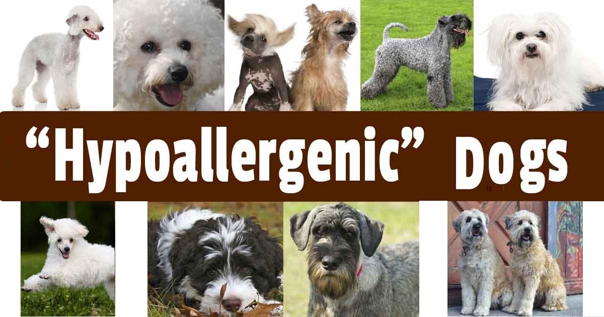 Top Hypoallergenic Dog Breeds For People With Allergies BudgetVetCare