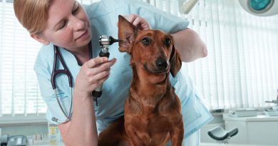 Ear Infections In Dogs: Root Causes And Cure
