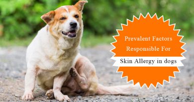 Skin-Allergy-dogs