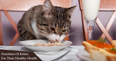 Nutrition Of Kitten