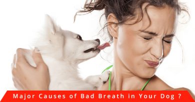 bad-breath-in-dog