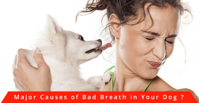 bad-breath-in-dog