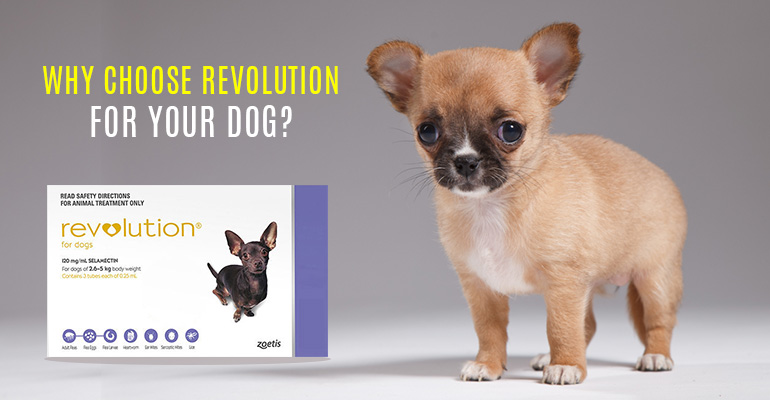 Revolution for dogs