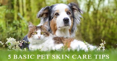 Pet Skin Care Tips