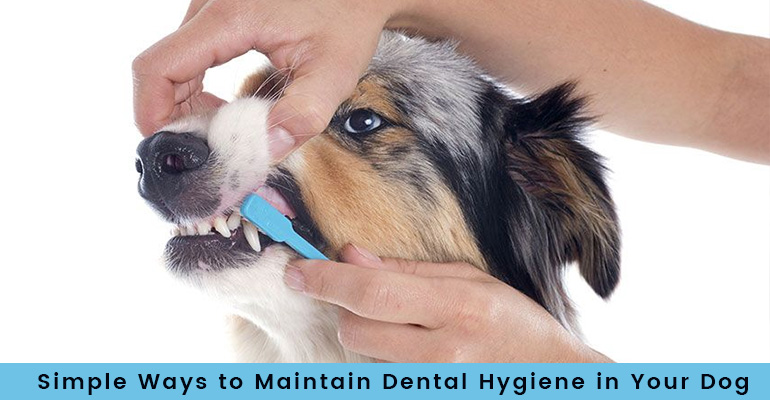 Dental Care for Dogs