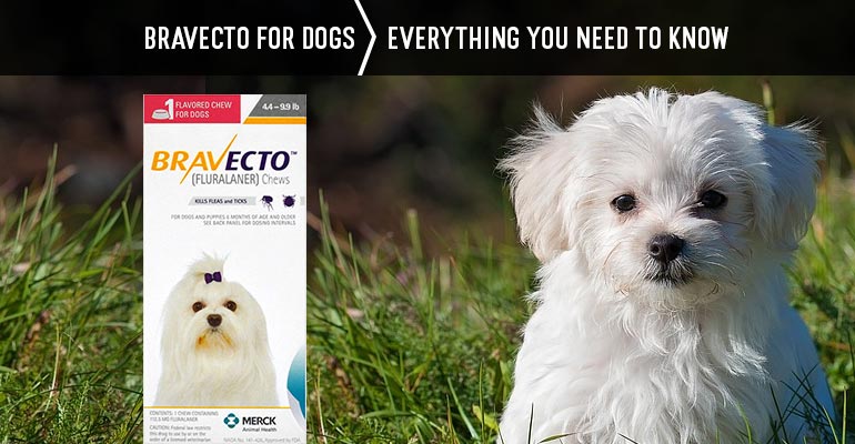 Bravecto For Dogs