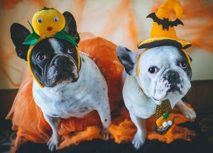 Dogs-in-Halloween-costume