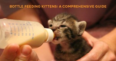 uide-to-Bottle-Feeding-Cats