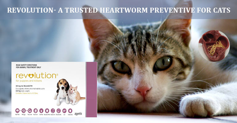 Revolution heartworm preventive for cats