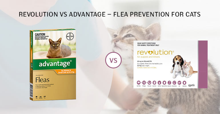 Revolution Vs Advantage Compare Cat Flea Treatments
