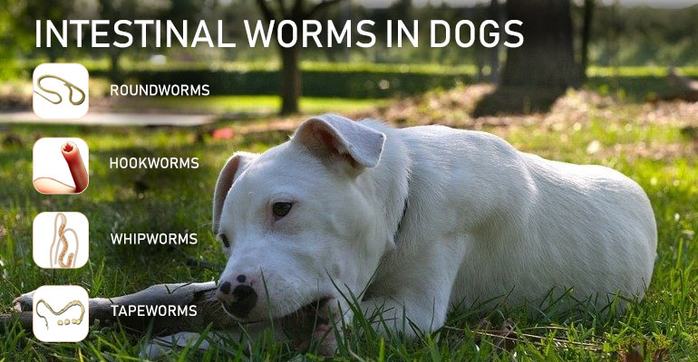 worms in dogs