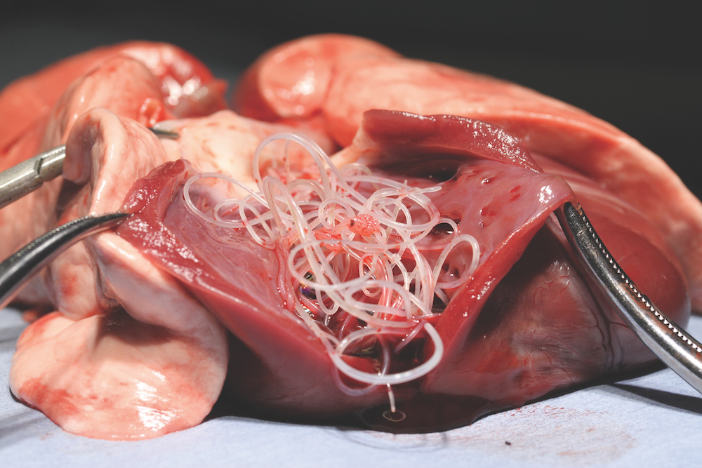 Heartworms in dogs