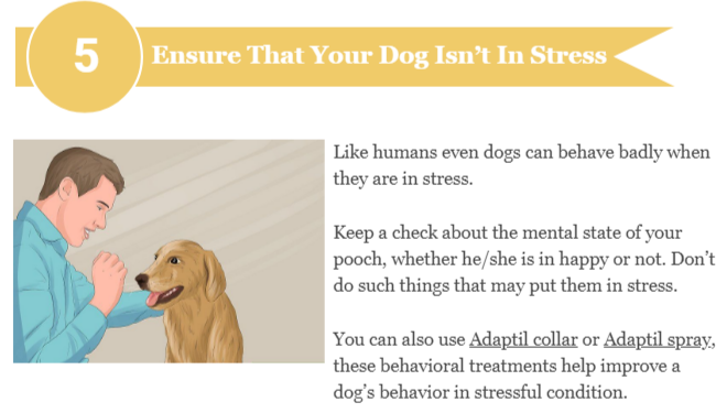 Eliminate your dog's stress
