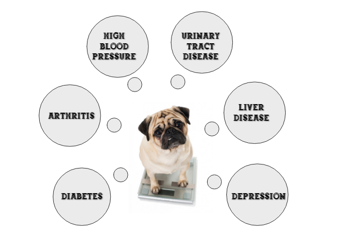 Obesity Related Issues in pets