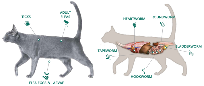 How does Broadline for cats work?