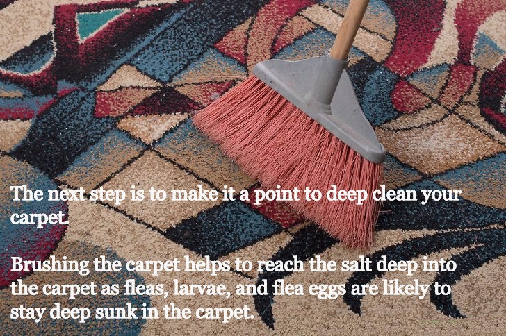 deep cleaning the carpet