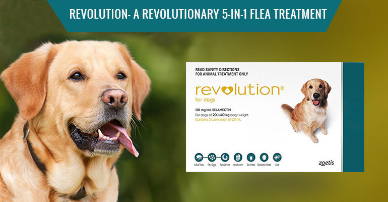 Revolution 5-in-1 Flea Treatment