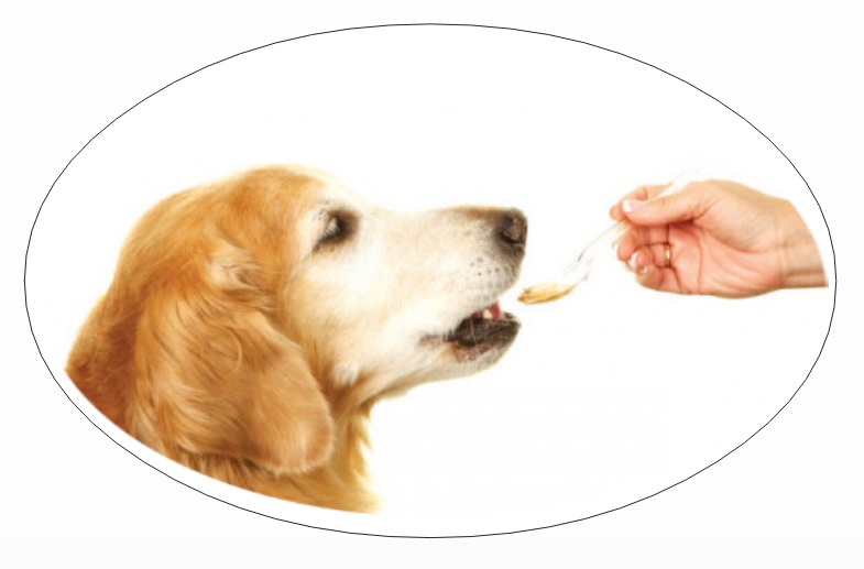 Pet parents mistake: not deworming the dog
