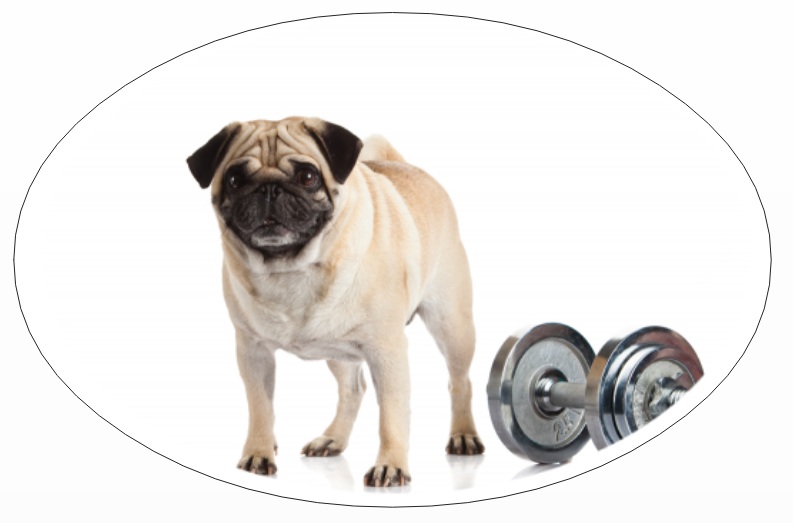 Pet parents mistake: not making your dog exercise