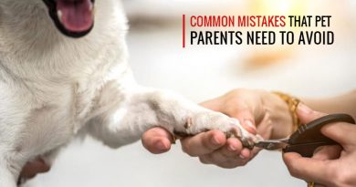 Mistakes of pet parents