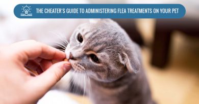 tips to administer flea treatments