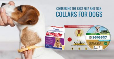 Best Flea & Tick Collar for Dogs