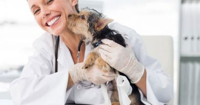 The Perfect Vet for your Pet