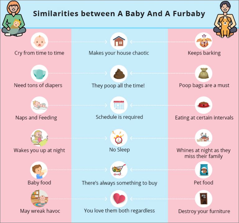 Raising A Baby Vs. A Fur Baby Comparison BudgetVetCare