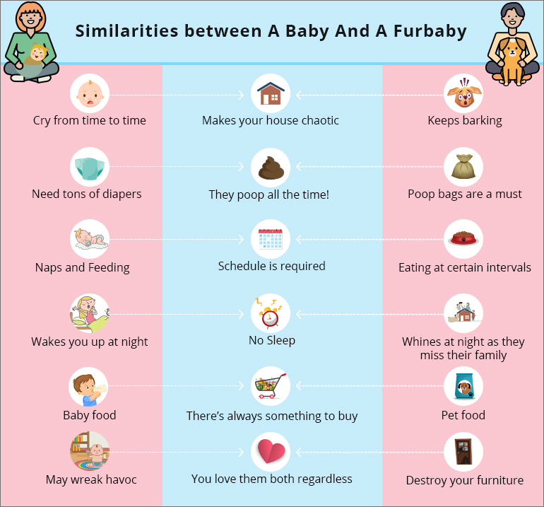 Similarities between A Baby And A Fur baby 