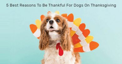 5 Reasons To Be Thankful For Dogs On Thanksgiving