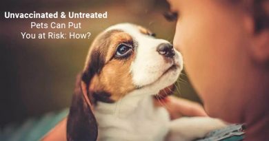 Unvaccinated Pets Can Put You at Risk: How?