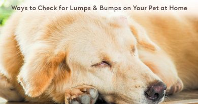 Ways to check lump on dog