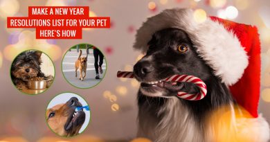 New Year Resolutions for Pets