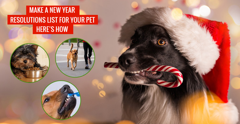 New Year Resolutions for Pets