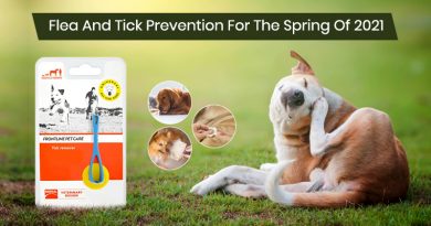 Flea And Tick Prevention For The Spring
