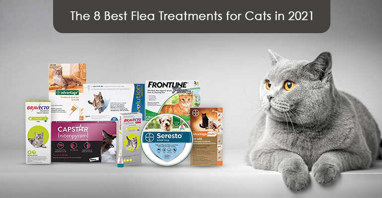 Flea Preventions for Cats in 2021