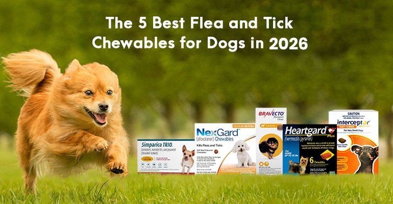 The 5 Best Flea and Tick Chewables for Dogs in 2026