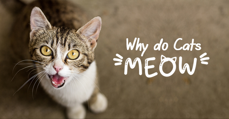Why do cats meow?
