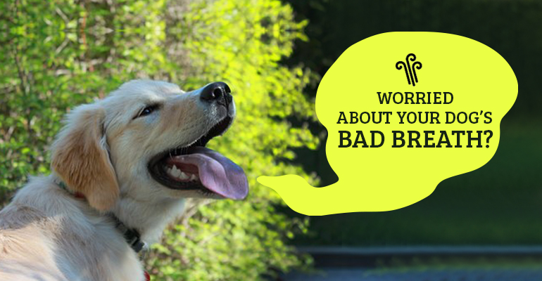 Worried about your dog’s bad breath?