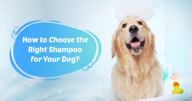 BVCAU-Dog-Shampoo