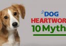 10 Common Myths about Heartworm Disease