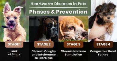 Heartworm Diseases in Pets: Phases and Prevention