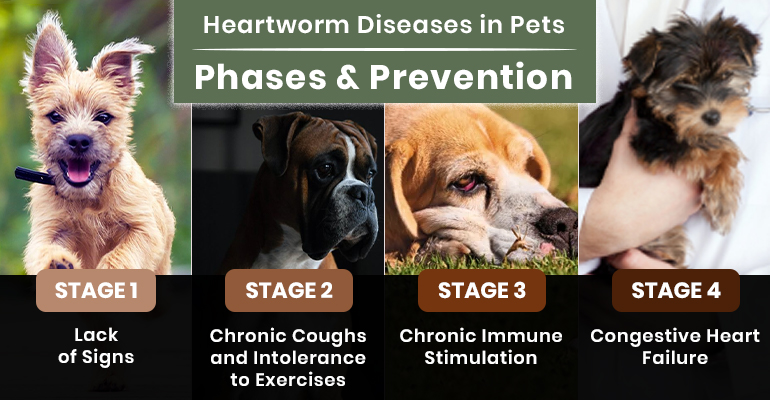 Heartworm Diseases in Pets: Phases and Prevention