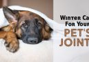 Winter Care for Your Pet's Joints