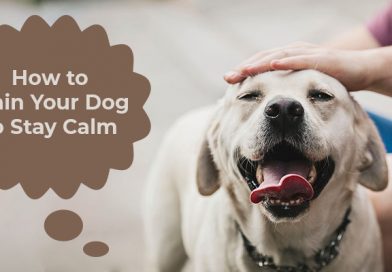 How to Train Your Dog to Stay Calm