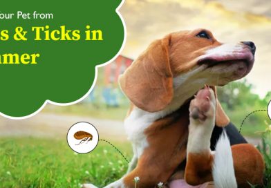 Protect Your Pet from Fleas & Ticks in Summer
