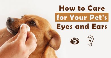 How to Care for Your Pet's Eyes and Ears