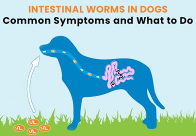 Intestinal Worms in Dogs : Common Symptoms and What to Do